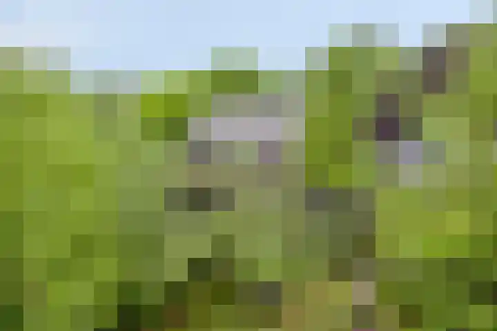 Schuurkerkstraat 6 Sprundel thumbnail 49