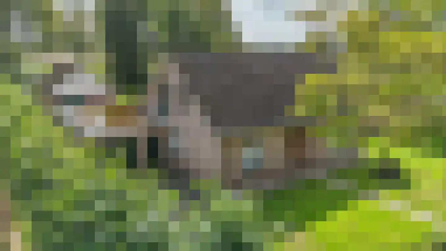 Schuurmanslaantje 18 Nieuwleusen thumbnail 46