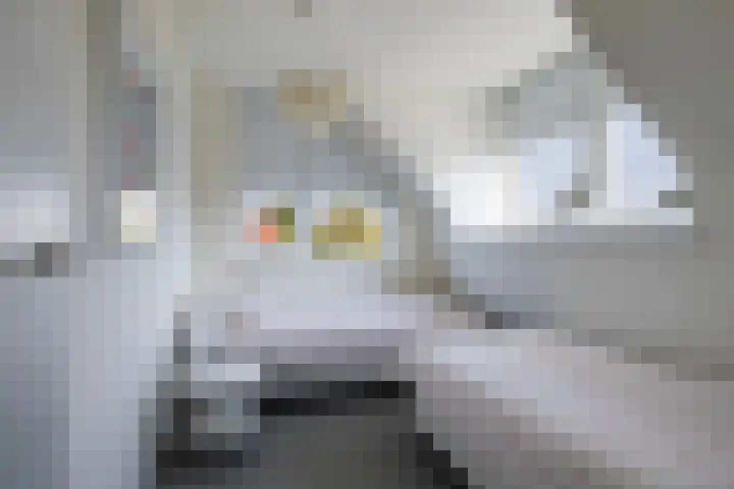 Seel 21 Terherne thumbnail 61