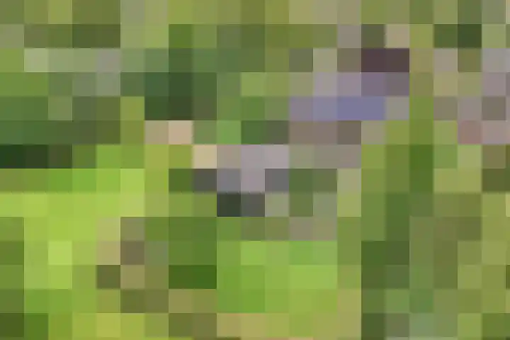 Seerp van Galemawei 9 Mantgum thumbnail 59