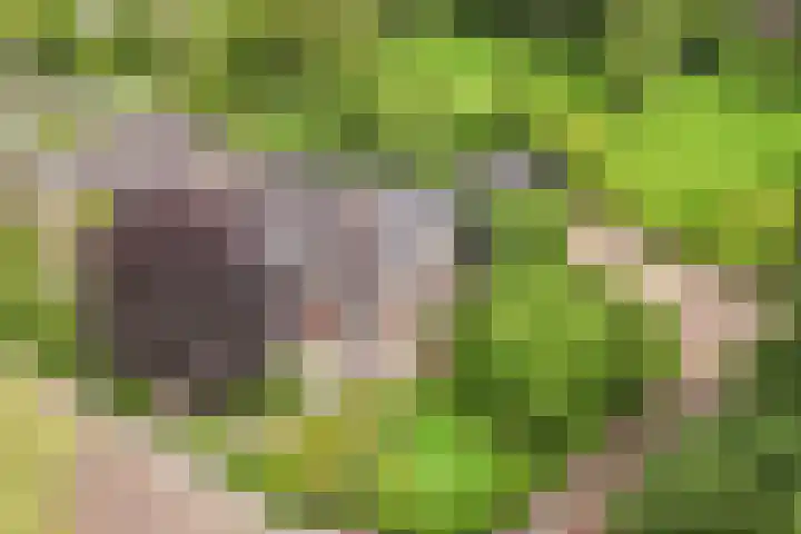 Seerp van Galemawei 9 Mantgum thumbnail 83