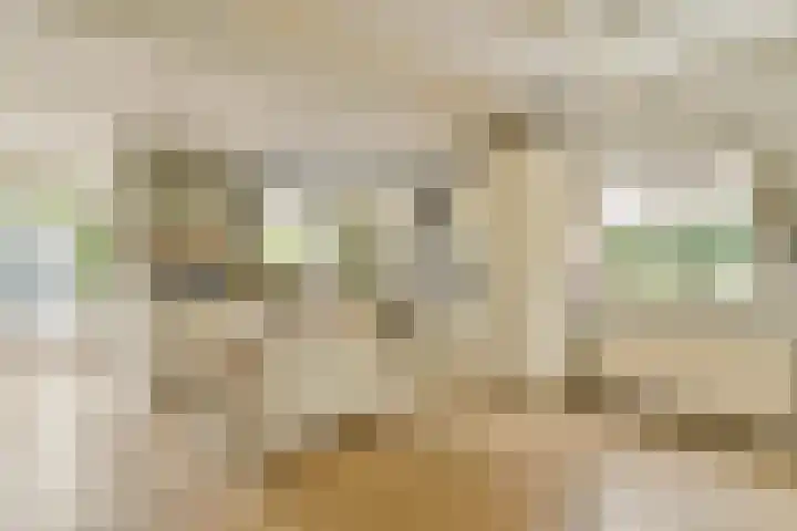 Seevank 24 Zwanenburg thumbnail 7