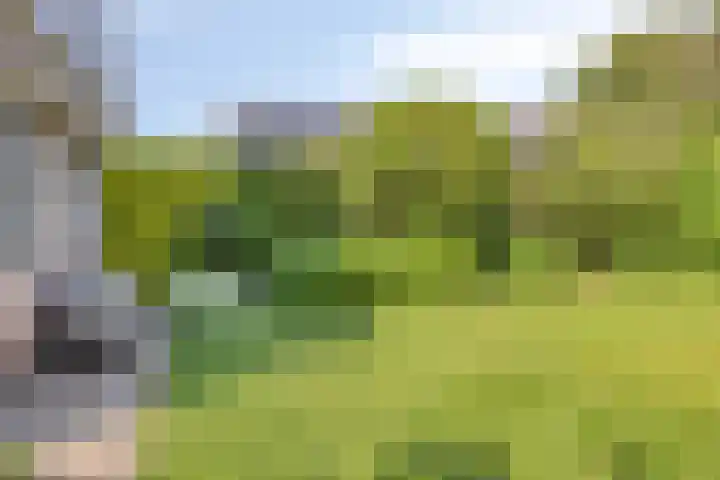 Seggegors 27 Zuid-Beijerland thumbnail 28