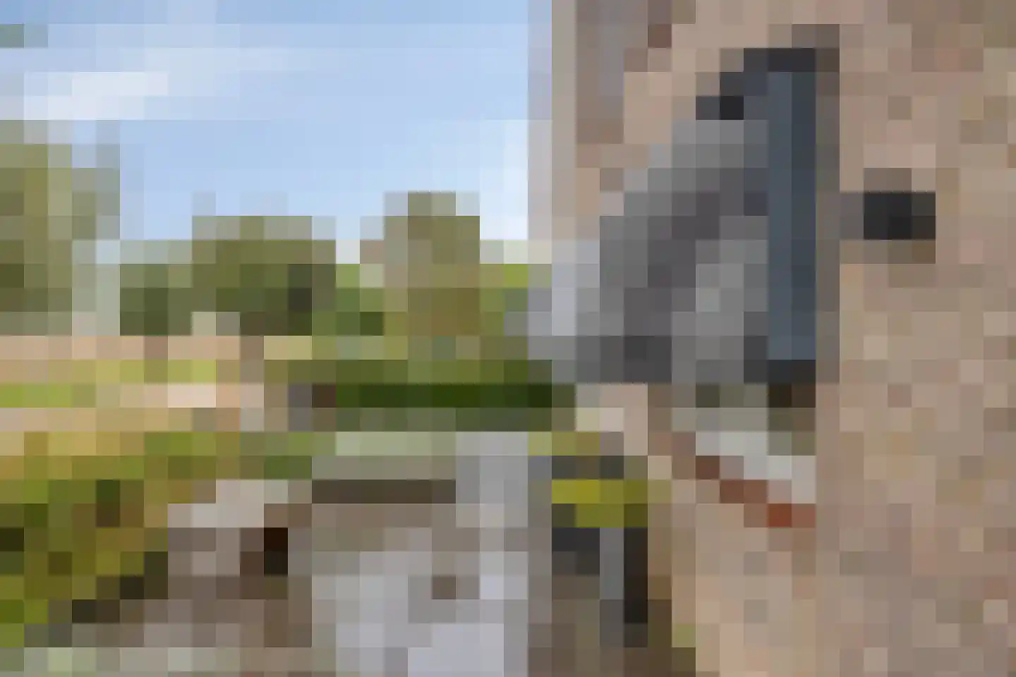 Seggegors 31 Zuid-Beijerland thumbnail 46