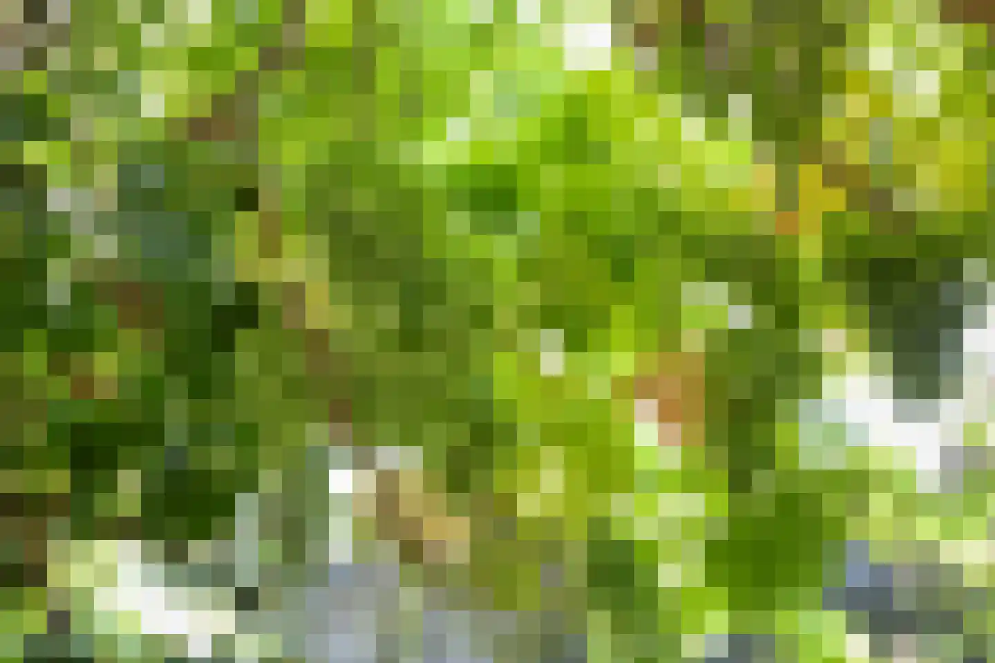 Seghemanstraat 3 Kerkrade thumbnail 20