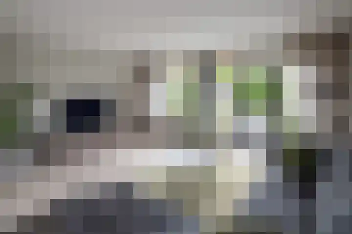 Seine 20 Nieuwerkerk aan den IJssel thumbnail 12