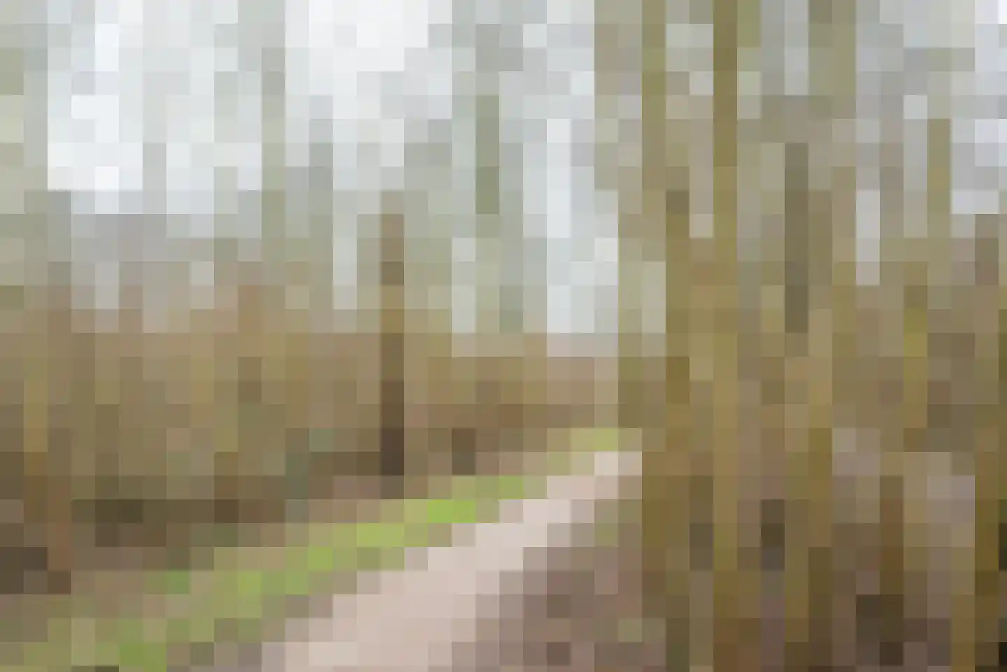 Seinmolen 10 Bleiswijk thumbnail 46