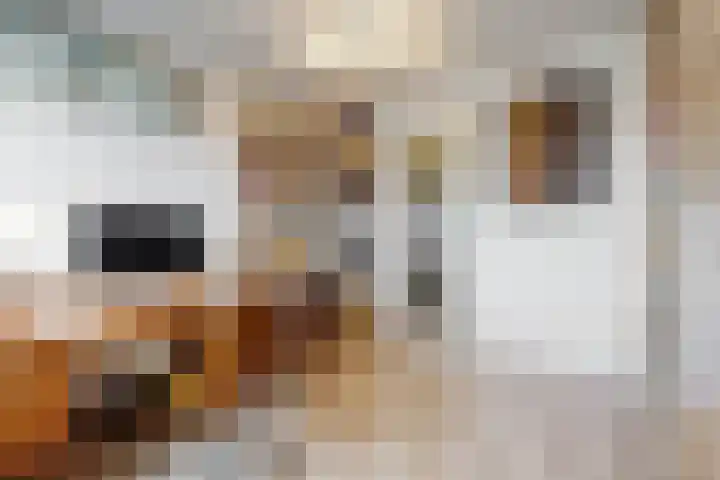 Seinpostduin 178 Den Haag thumbnail 23