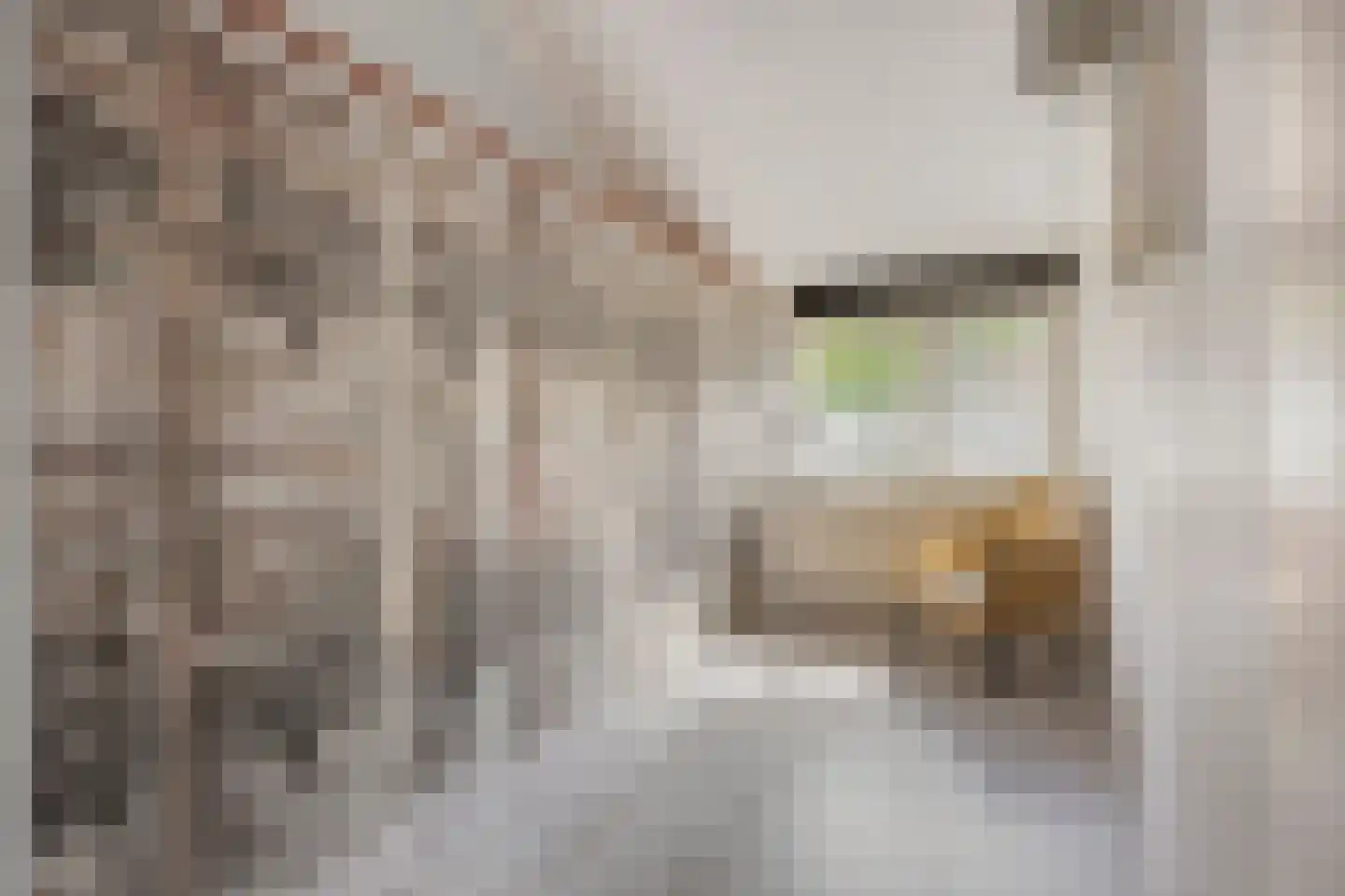 Seldensate 29 's-Hertogenbosch thumbnail 30