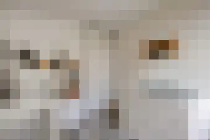 Seldensate 3 's-Hertogenbosch thumbnail 17