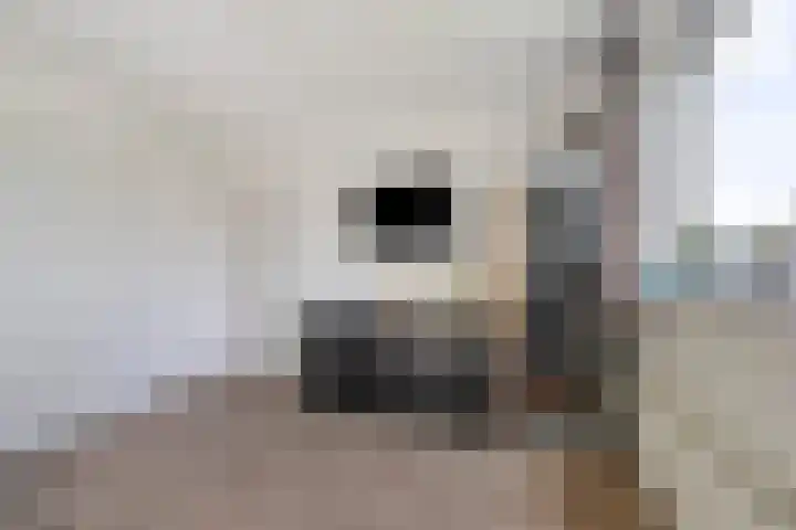 Selleland 3 Huissen thumbnail 21
