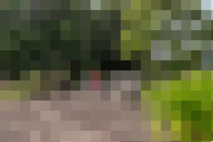 Selleland 3 Huissen thumbnail 28