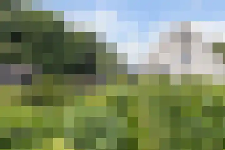 Selleland 3 Huissen thumbnail 34