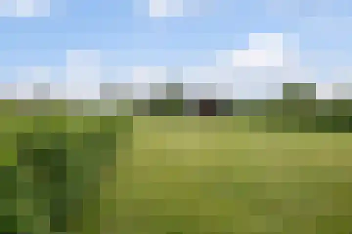 Selleland 3 Huissen thumbnail 35