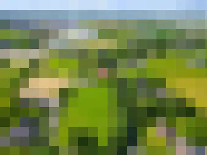 Selleland 3 Huissen thumbnail 54