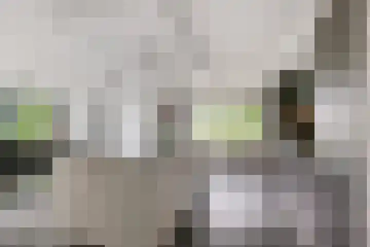 Selleland 3 Huissen thumbnail 9