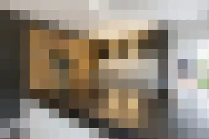 Seneca 10 Wijk bij Duurstede thumbnail 5