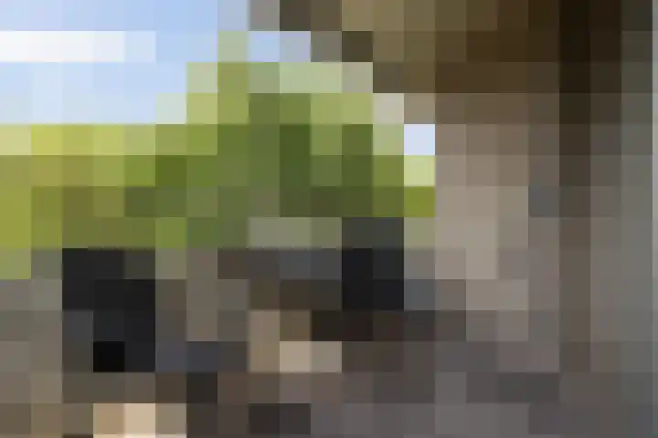 Senecalaan 26 's-Hertogenbosch thumbnail 40
