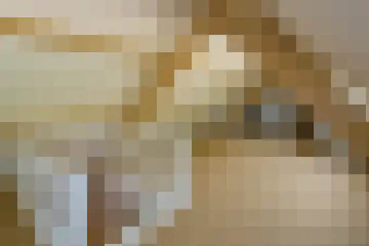Sengersweg 5 Aarle-Rixtel thumbnail 41