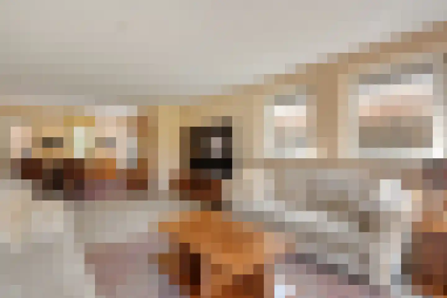 Sepiepenakkers 4 Diever thumbnail 19