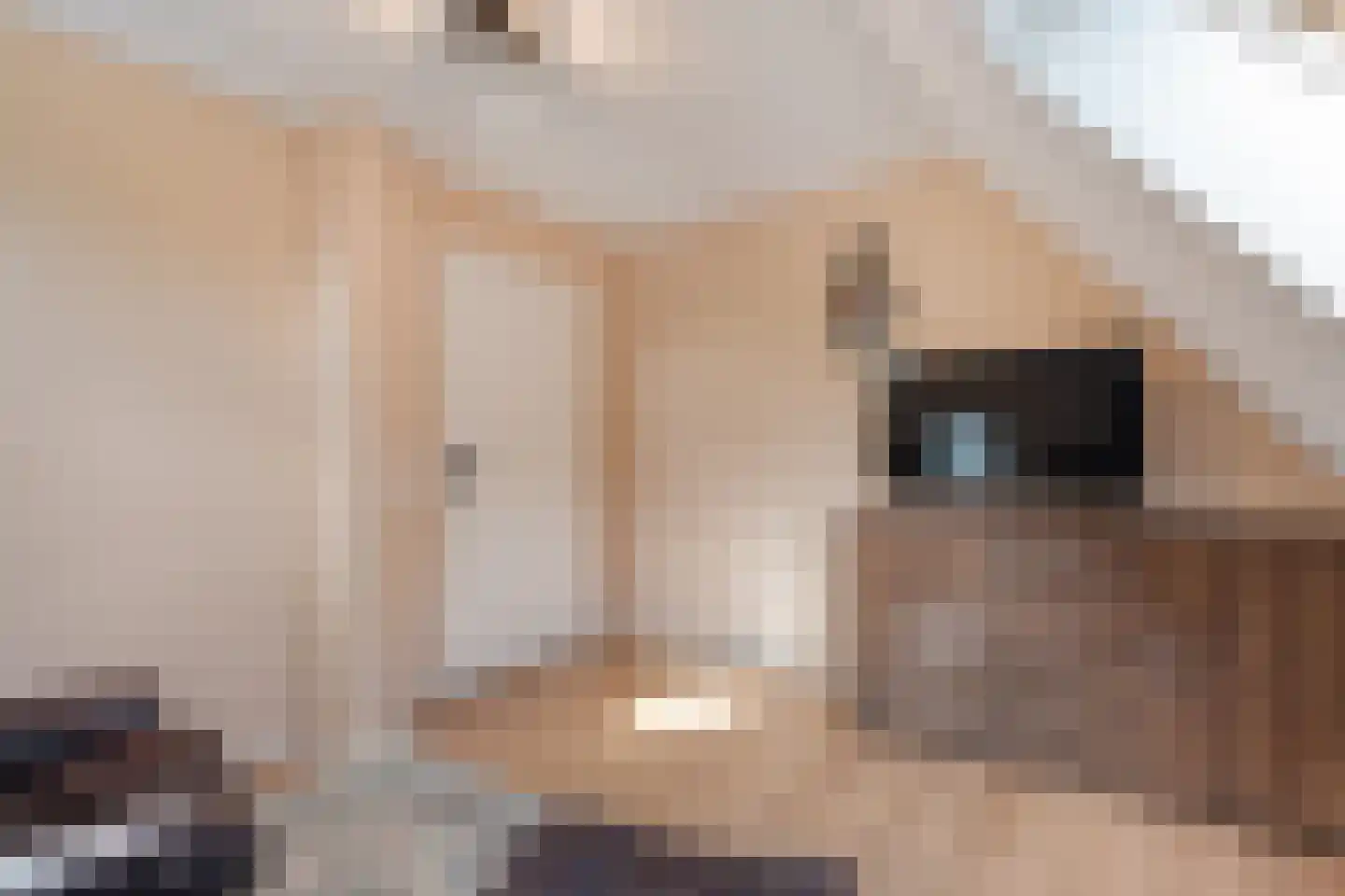 Sepiepenakkers 4 Diever thumbnail 41