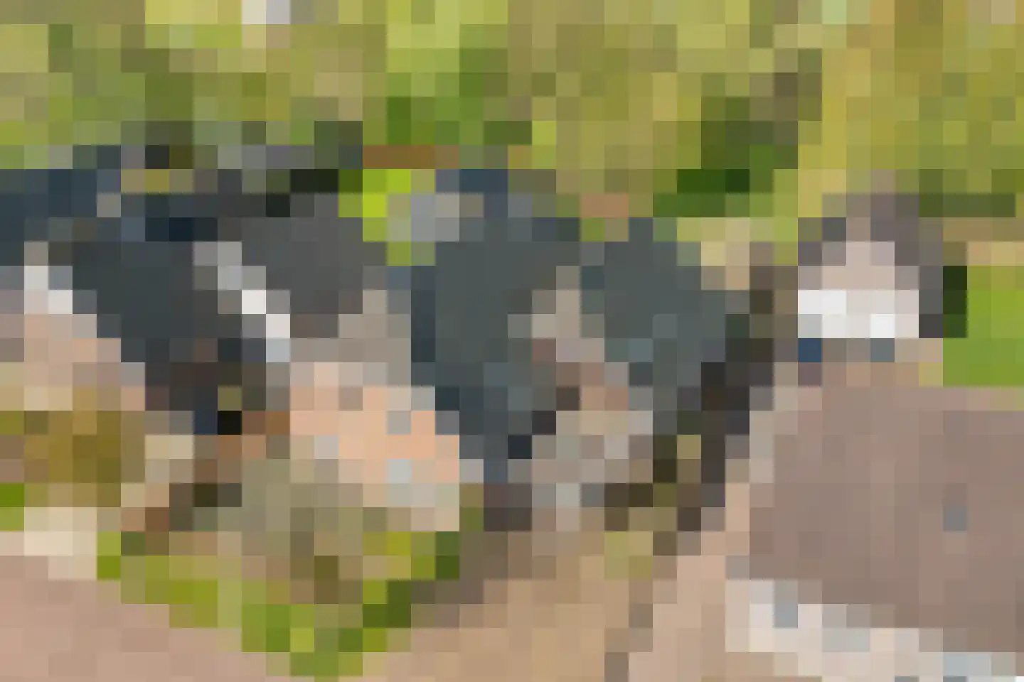 Sepiepenakkers 4 Diever thumbnail 6
