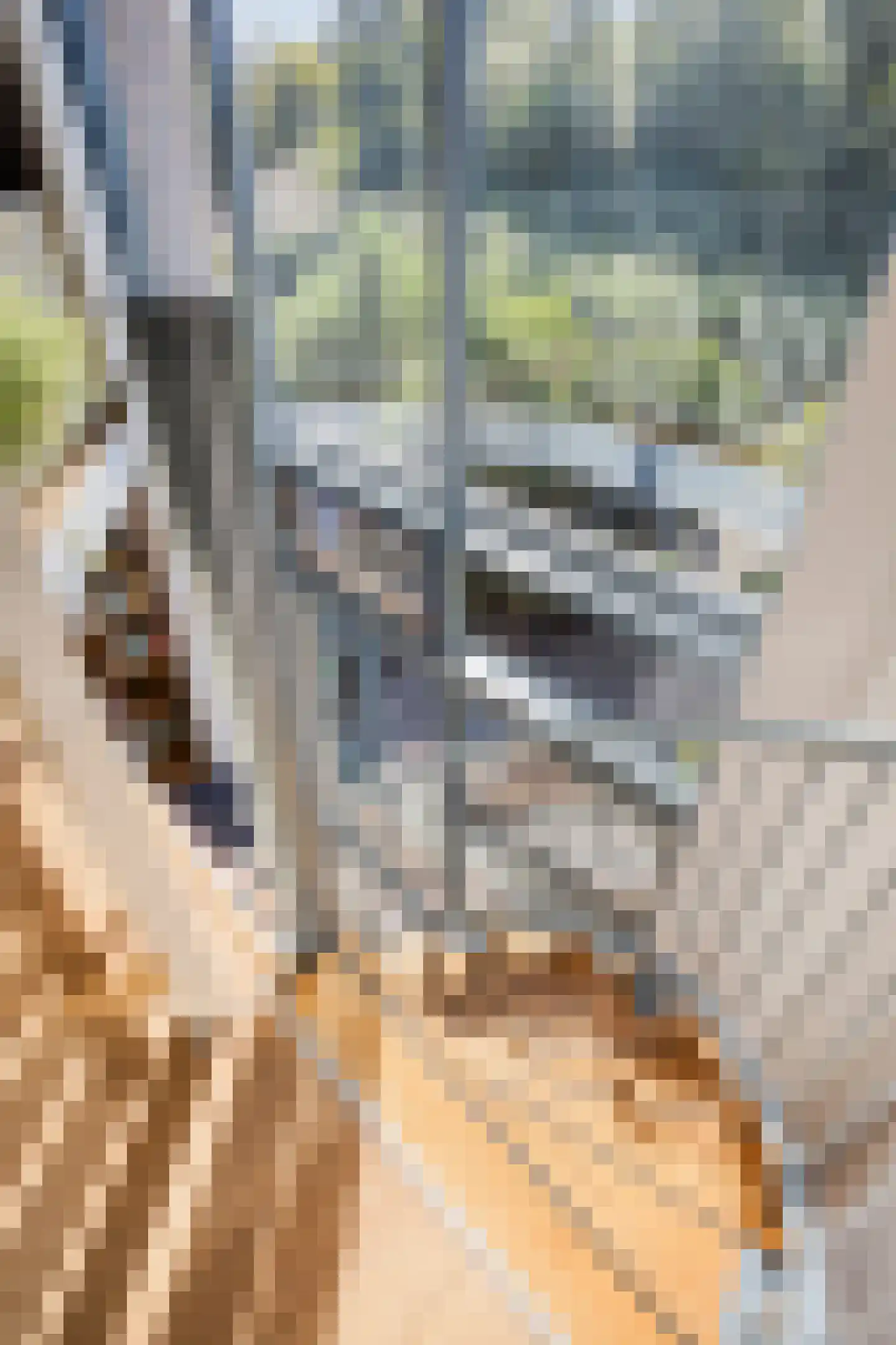 Serenade 13 Zaandam thumbnail 19