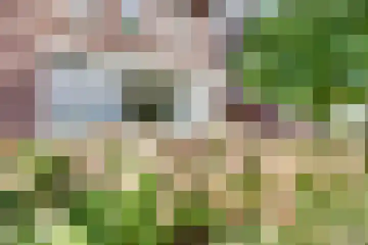 Serenadeweg 4 Rosmalen thumbnail 6