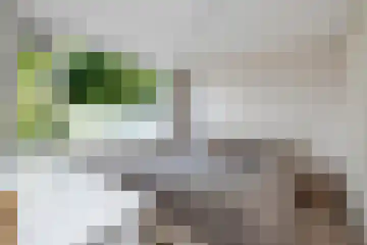 Seringenhof 136 Schagen thumbnail 19