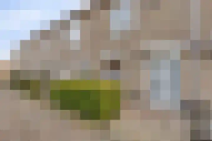 Seringenhof 17 's-Gravenzande thumbnail 8