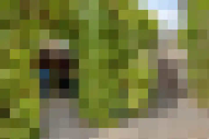 Seringenlaan 126 Steenbergen thumbnail 39