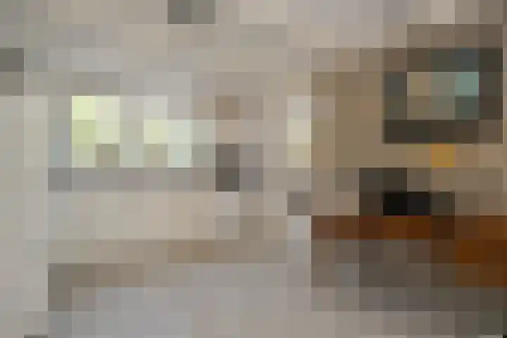 Seringenlaan 5 Hippolytushoef thumbnail 4