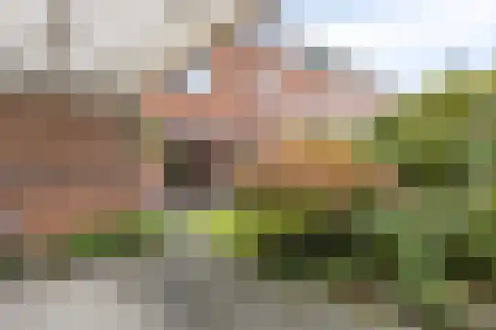 Seringenlaan 7 Pijnacker thumbnail 37