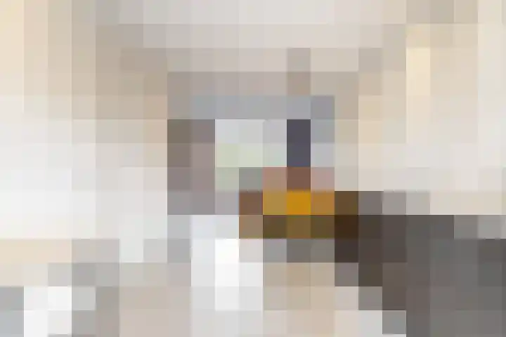 Seringenlint 47 Limmen thumbnail 8