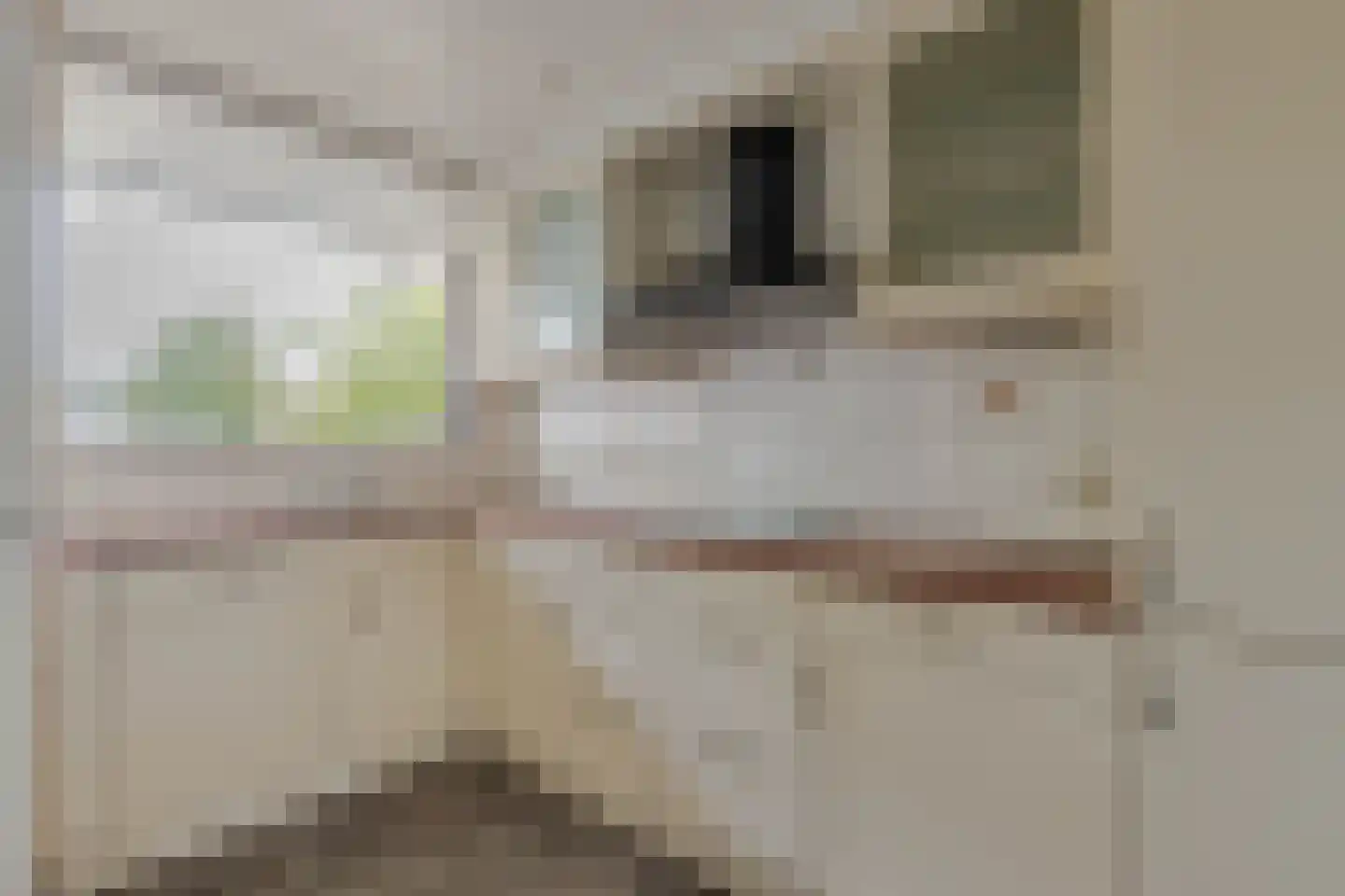 Seringenplantsoen 239 Ridderkerk thumbnail 6