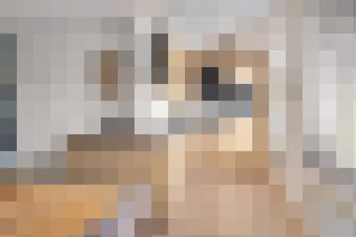 Servaashof 29 Helden thumbnail 10