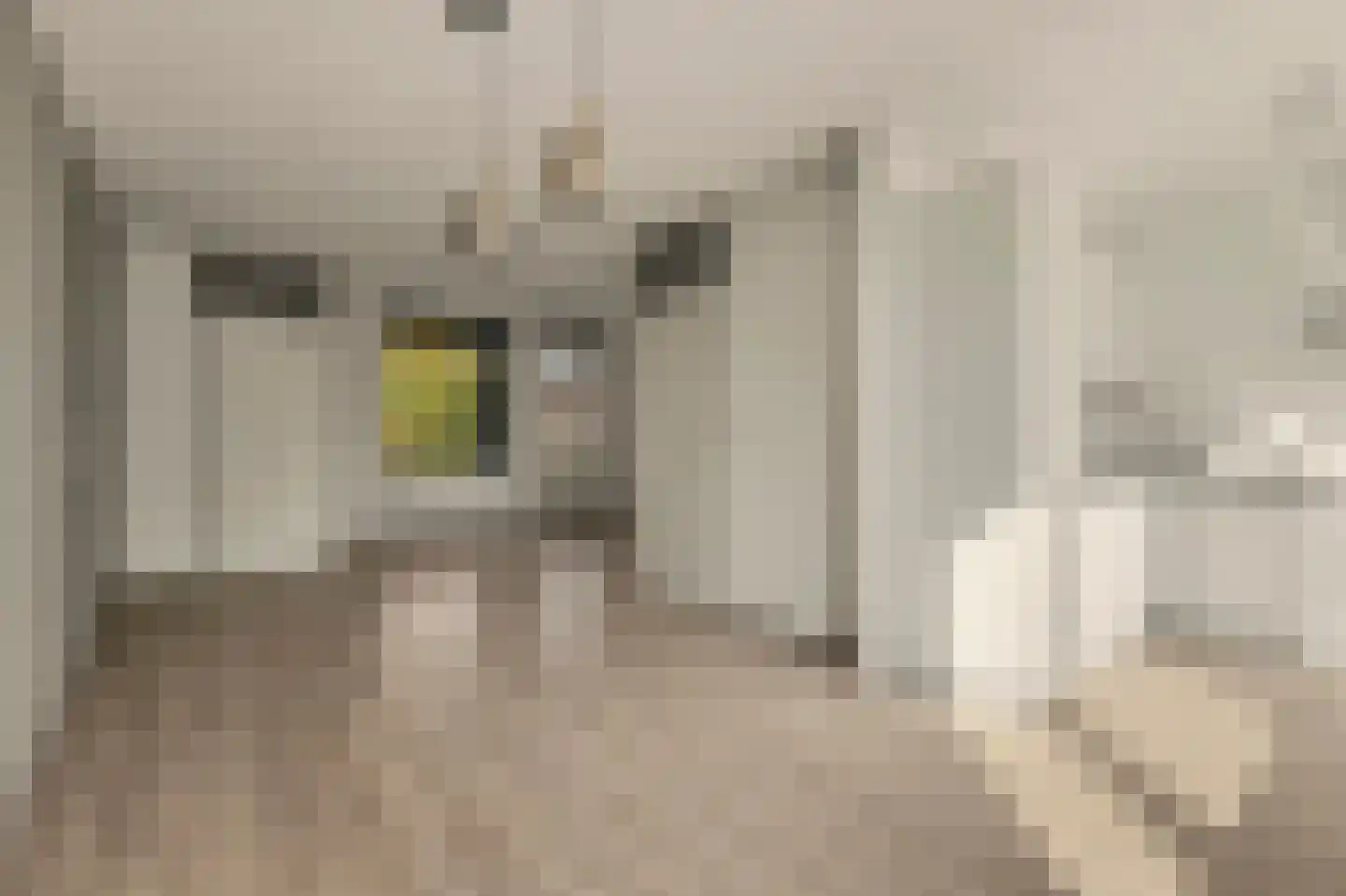 Servaashof 41 Helden thumbnail 4