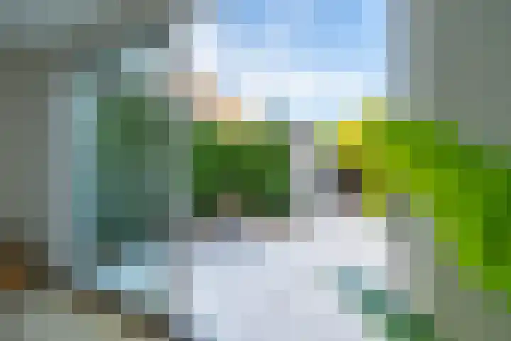 Seychellen 138 Utrecht thumbnail 11