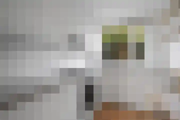 Seychellen 32 Utrecht thumbnail 13