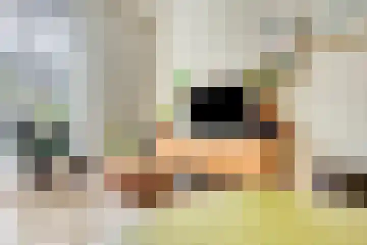 Shetland 25 Zoetermeer thumbnail 16