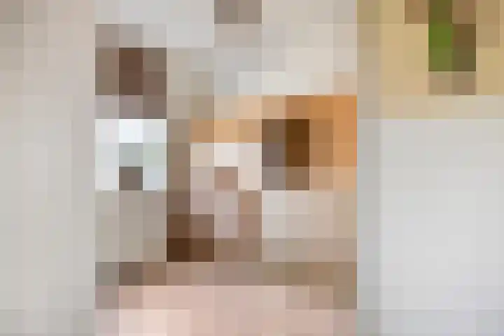 Shetland 25 Zoetermeer thumbnail 24