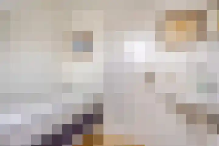 Shetland 25 Zoetermeer thumbnail 32