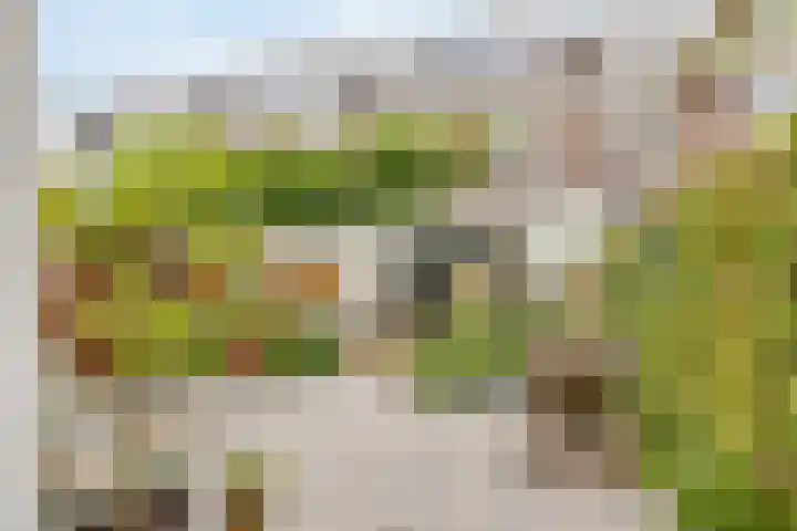 Shetlandpad 6 Zoetermeer thumbnail 13