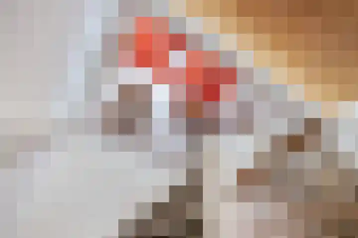 Sibadawei 30 Easterein thumbnail 25