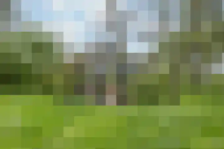 Sibadawei 30 Easterein thumbnail 38