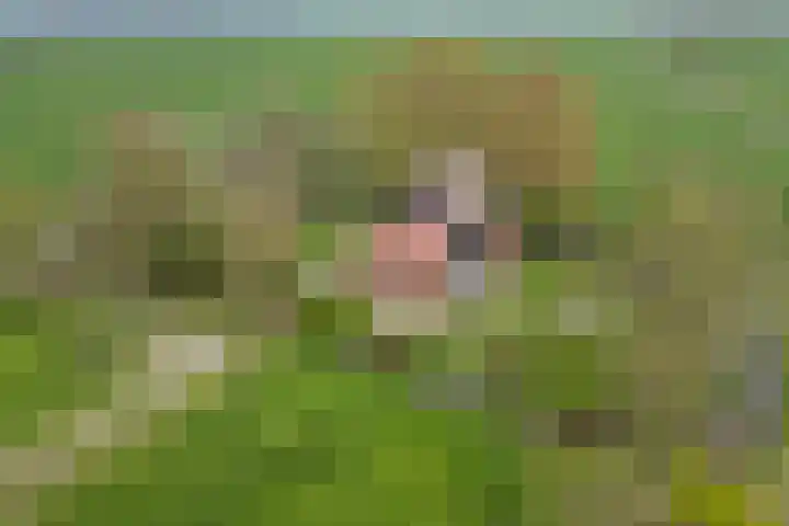 Sibadawei 30 Easterein thumbnail 49