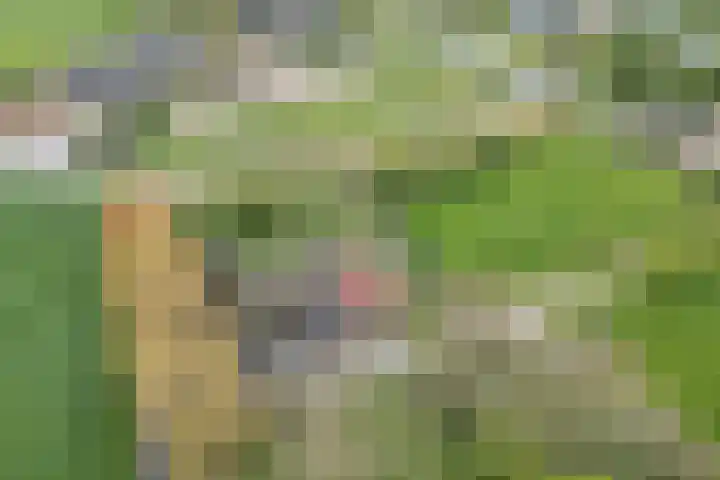 Sibadawei 30 Easterein thumbnail 51