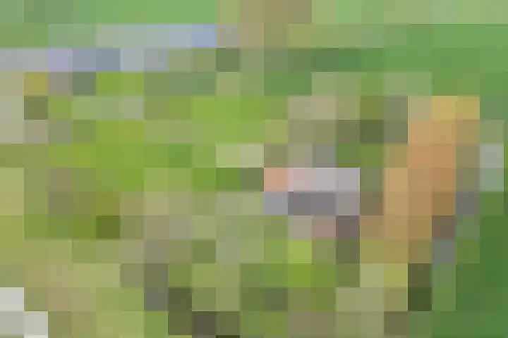 Sibadawei 30 Easterein thumbnail 52