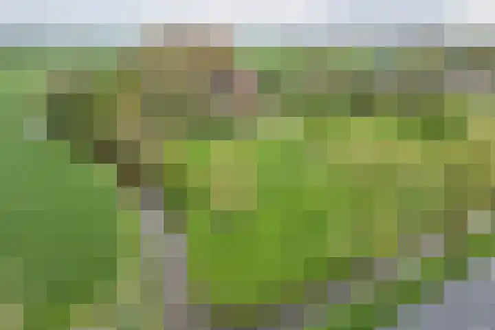Sibadawei 30 Easterein thumbnail 56