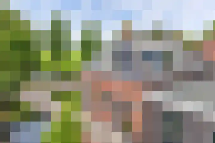 Sibadawei 8 Easterein thumbnail 6
